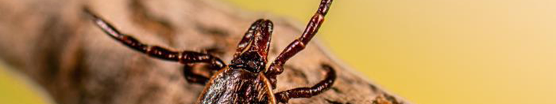 Black Legged Tick