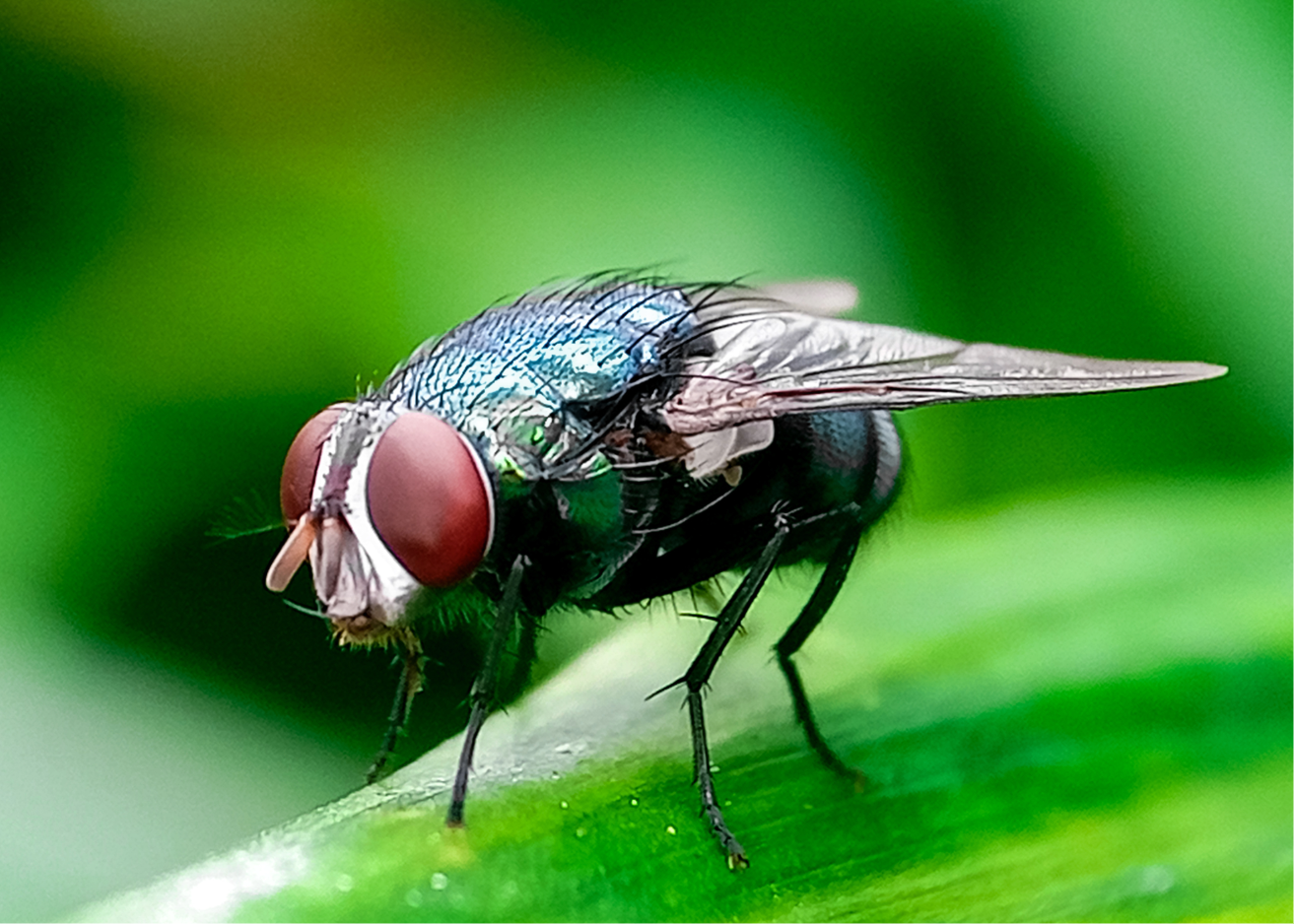 New World Screwworm Fly
