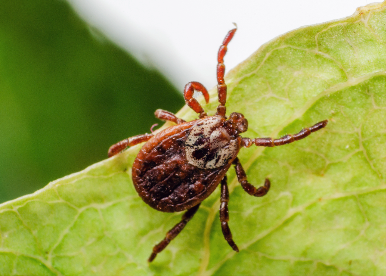 Tick on a Leaf 