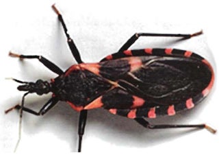 triatoma sanguisuga (insect)